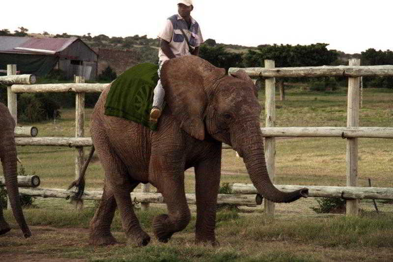 Sidbury Kwantu Private Game Reserve מראה חיצוני תמונה
